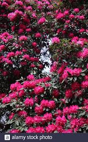 Check spelling or type a new query. Rhododendron Arboreum Tree Rhododendron Large Tree Covered In Masses Of Deep Pink Flower Trusses Dark Green Leaves May England Uk Stock Photo Alamy
