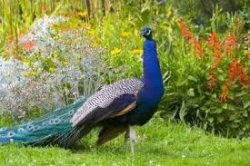 How To Get Rid Of Peacocks Tips For Controlling Peacocks In The Garden Peacock Wallpaper Peacock Images Beautiful Birds