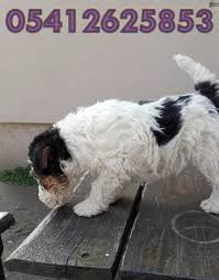 Fox Terrier Fiyatlari Goruntuler Ile Teriyer Resim