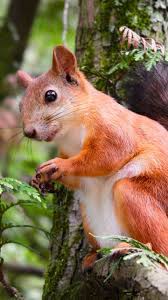 Khan, who first attracted notice as a critic of amazon, was confirmed by the senate as a commissioner on the agency on tuesday. Adorable Squirrel In Tree Wallpaper Iphone Android Desktop Backgrounds Wildlife Wallpaper Animals Animals Wild