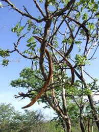 Image result for Schrebera trichoclada