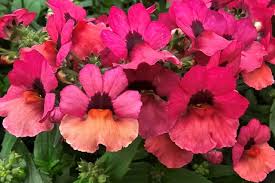 Image result for Nesaea ramosa