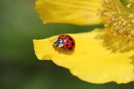 If you're lucky, they'll use it. How To Keep Ladybugs Out Of The House 9 Tips That Work