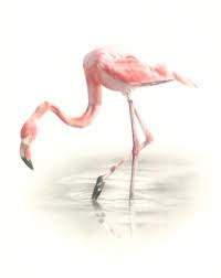 Pencil drawings of love art drawings for kids realistic drawings disney drawings cartoon drawings animal sketches animal drawings flamingo tattoo flamingo drawings. Pink Flamingo By Golfiscool On Deviantart