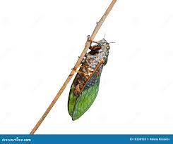 Cicada 1 stock photo. Image of cricket, chirp, cicada - 10338128