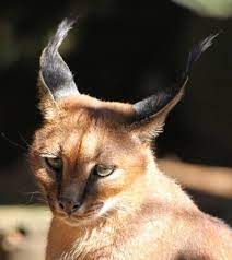 トサカのような耳毛かっこいい カラカル画像フォルダを充実させるの会 カラパイア caracal caracal cat cats