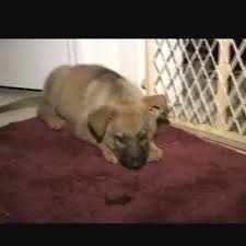 Is This A German Shepherd Puppy Quora