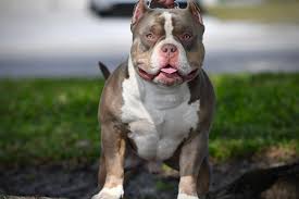 American Bully Dog Black Colour The Flashy Tri Color American Bully Puppies Of Venomline American Bully Kennels American Bully Pocket Bully