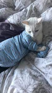 Iris Has Started Getting Cold During The Night So This Seemed Like The Only Option Pretty Cats Kittens Cats