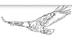 Draw this cute eagle by following this drawing lesson. How To Draw An Eagle Flying Realistic Head Easy And Step By Step