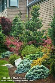 Mixed Border Dwarf Conifers Japanese Maple Evergreen Landscape Front Yard Backyard Landscaping Evergreen Landscape