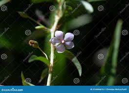 Image result for Sauvagesia