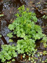 Image result for Ranunculus sceleratus