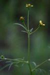 Image result for Bidens oligoflora