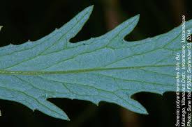 Image result for Senecio polyanthemoides