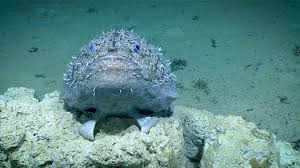 Image result for Sladeniaceae