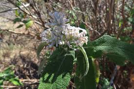 Image result for Ancylobothrys amoena