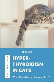 Pin On Cat Health