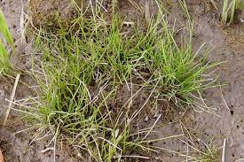 Image result for Eleocharis minuta