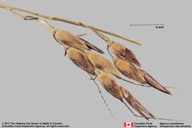 Image result for Sorghum halepense