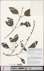 Image result for Calvoa