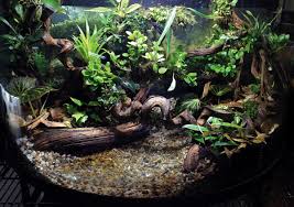 Collection by animal wonders • last updated 10 days ago. Expert Tips On Planting A Lush Vivarium Reptiles Magazine