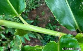 Image result for Laggera elatior