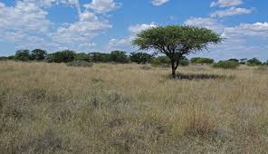 Image result for Acacia tenuispina
