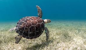Image result for turtle