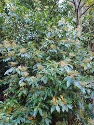 Image result for Viscum cylindricum