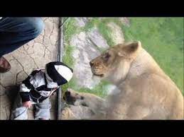 Video Of A Lion Trying To Eat A Little Boy Animals Funny Gif Lion