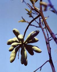 Image result for Uvariastrum