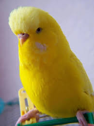 Budgies On Pinterest Budgies Parakeets And Parrots Budgies Bird Budgies Pet Birds