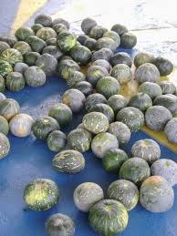 Image result for Cucurbita moschata