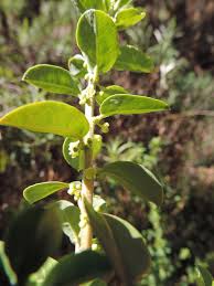 Image result for Clutia paxii