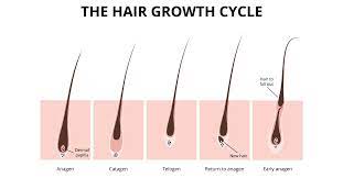 Anagen effluvium, meanwhile, is when hair leaves its anagen phase due to chemotherapy or other toxic exposure. Hair Follicle Dissection Rhrli