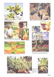 Image result for Mimusops obtusifolia