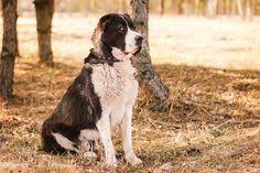 Big Dog Alabai Central Asian Shepherd Dog Sitting In The Park Dog Alabai Central Asian Shepherd Dog Sitting In The Park Stock P Alabai Dog Big Dogs Dog Breeds