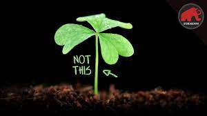 What Is Is Not A 4 Leaf Clover Youtube