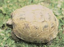 Horsefield Tortoise From Vetlexicon Definitive Veterinary Intelligence