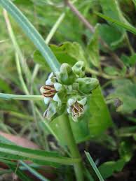 Image result for Stenostelma corniculatum