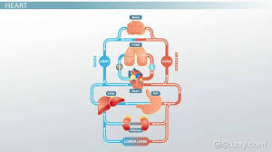 The Human Circulatory System Lesson For Kids Video Lesson Transcript Study Com