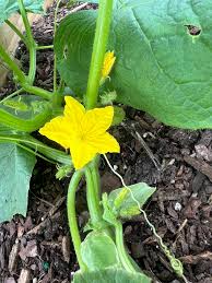 Image result for how to self pollinate cucumbers