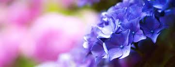 Obituary for Jeffrey Lee Dingess