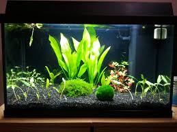 Before And After Black Background Aquarium Backgrounds Red Fish Blue Fish Aquarium Fish