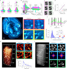 Stop and shop weekly ad and next week's sneak peek. Universal Autofocus For Quantitative Volumetric Microscopy Of Whole Mouse Brains Nature Methods