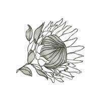 Protea Sketches Flower Drawing Flower Sketches Protea Flower