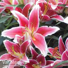 Dwarf asiatic lilies grow to about 1 1/2′ tall making them perfect for use up f… Lily Dazzler Ground Cover Van Meuwen