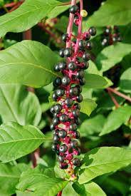 Pokeweed, otherwise known as phytolacca americana, is an herbaceous perennial weed native to the. Pokeweed Poisoning In Horses Fox Run Equine Center Facebook