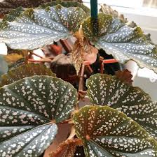 Image result for Begonia poculifera